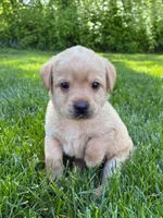 Taylor, a female Labrador Retriever for sale in Gap, PA – 3 of 5