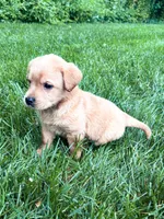 Taylor - Yellow Female, a female Labrador Retriever for sale in Gap, PA – 6 of 8