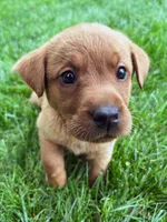 Star - Fox Red Female, a female Labrador Retriever for sale in Gap, PA – 5 of 7