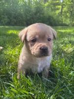 Charlie, a male Labrador Retriever for sale in Gap, PA – 2 of 5