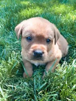 Max, a male Labrador Retriever for sale in Gap, PA – 3 of 5