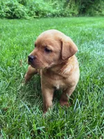 Max - Fox Red Male, a male Labrador Retriever for sale in Gap, PA – 6 of 8