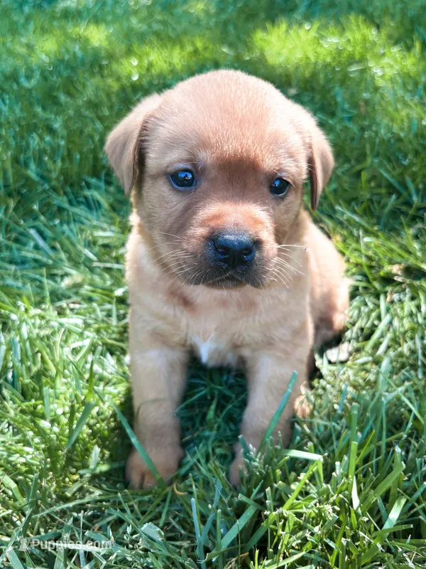 Max – Labrador Retriever puppy for sale in Gap, PA