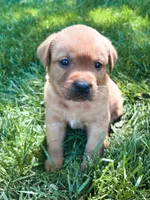 Max, a male Labrador Retriever for sale in Gap, PA – 1 of 5