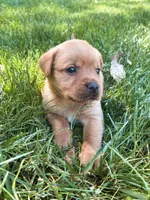 Star, a female Labrador Retriever for sale in Gap, PA – 3 of 5
