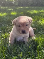 Charlie, a male Labrador Retriever for sale in Gap, PA – 3 of 5