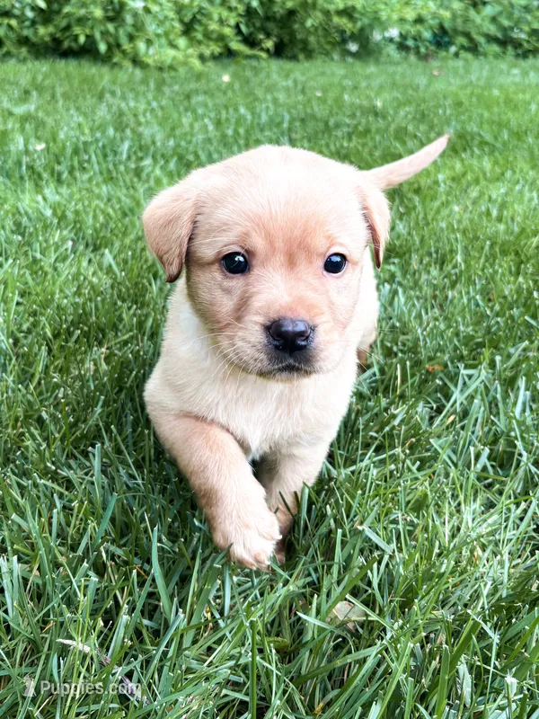 Charlie – Labrador Retriever puppy for sale in Gap, PA