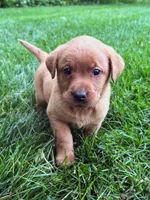 Star - Fox Red Female, a female Labrador Retriever for sale in Gap, PA – 2 of 7