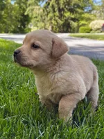 Taylor, a female Labrador Retriever for sale in Gap, PA – 2 of 5