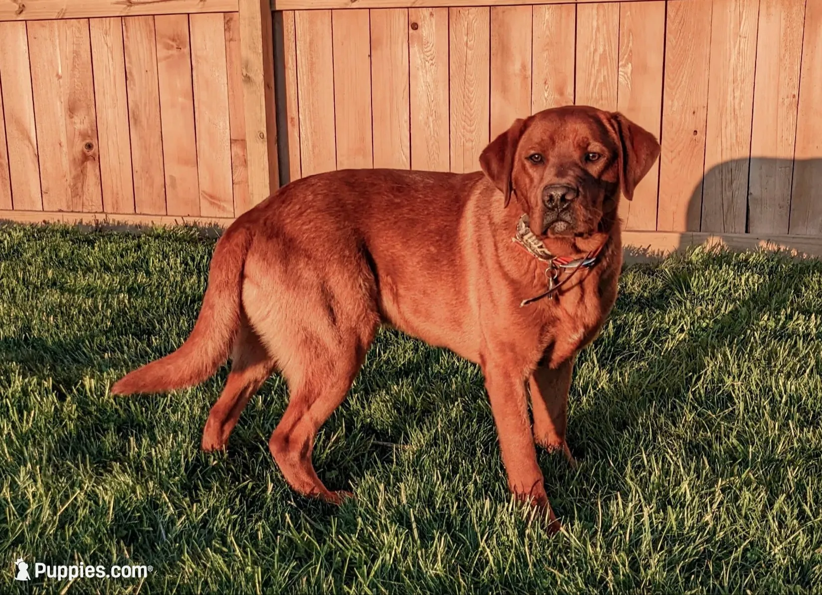 Max - Fox Red Male, a male Labrador Retriever for sale in Gap, PA – 8 of 8