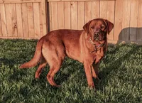 Max, a male Labrador Retriever for sale in Gap, PA – 5 of 5