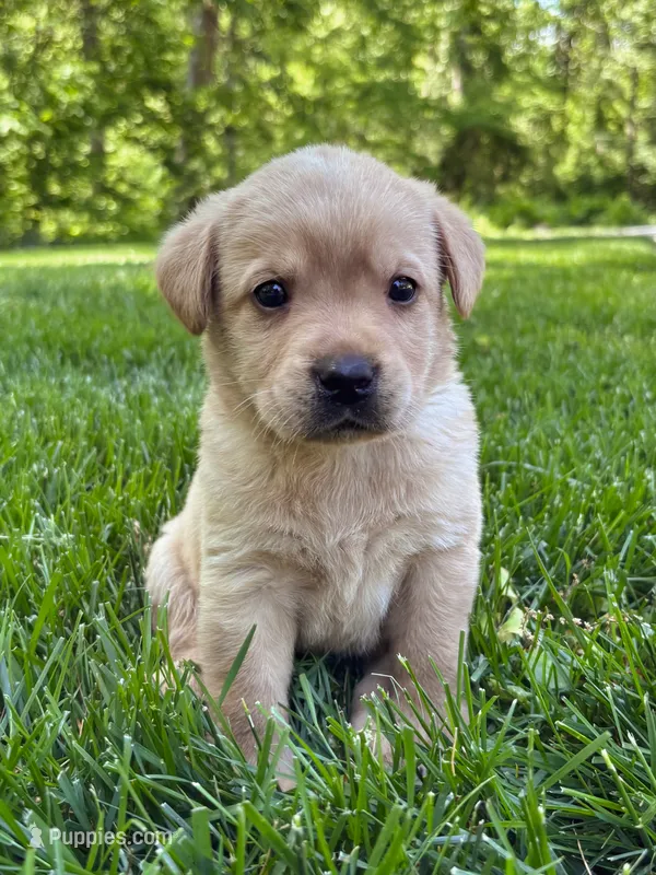 Taylor – Labrador Retriever puppy for sale in Gap, PA