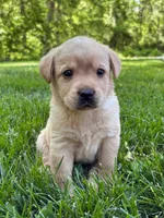 Taylor, a female Labrador Retriever for sale in Gap, PA – 1 of 5