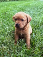 Max - Fox Red Male, a male Labrador Retriever for sale in Gap, PA – 4 of 8
