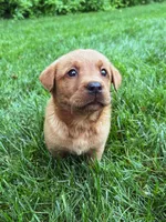 Star - Fox Red Female, a female Labrador Retriever for sale in Gap, PA – 3 of 7