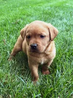 Max - Fox Red Male, a male Labrador Retriever for sale in Gap, PA – 5 of 8
