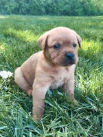 Max, a male Labrador Retriever for sale in Gap, PA – 2 of 5