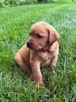 Max - Fox Red Male, a male Labrador Retriever for sale in Gap, PA – 2 of 8