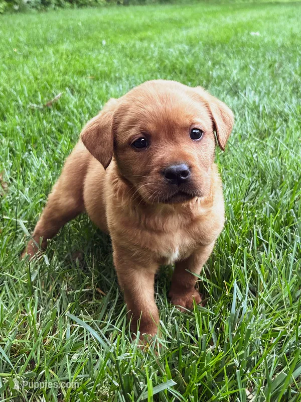 Max – Labrador Retriever puppy for sale in Gap, PA