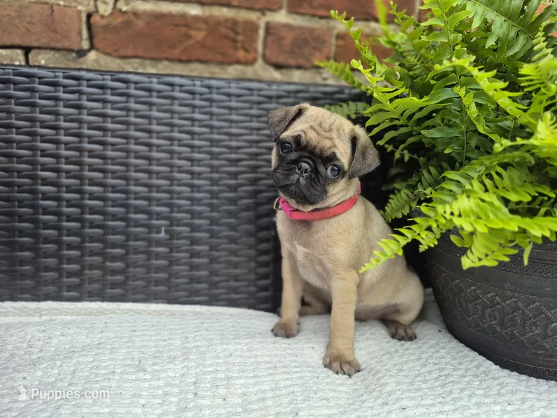 Daisy – Pug puppy for sale in Newmanstown, PA