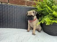Daisy, a female Pug for sale in Newmanstown, PA – 3 of 4