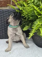 Kove, a male Pug for sale in Newmanstown, PA – 3 of 3