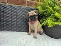 Daisy, a female Pug for sale in Newmanstown, PA – 2 of 4