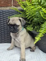 Kove, a male Pug for sale in Newmanstown, PA – 1 of 3