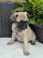 Kove, a male Pug for sale in Newmanstown, PA – 2 of 3