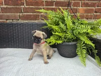 Daisy, a female Pug for sale in Newmanstown, PA – 4 of 4