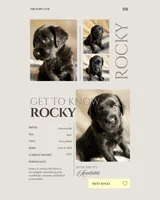 Rocky, a male Labradoodle for sale in Provo, UT – 2 of 7