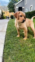 Winnie, a female Labradoodle for sale in Provo, UT – 3 of 10