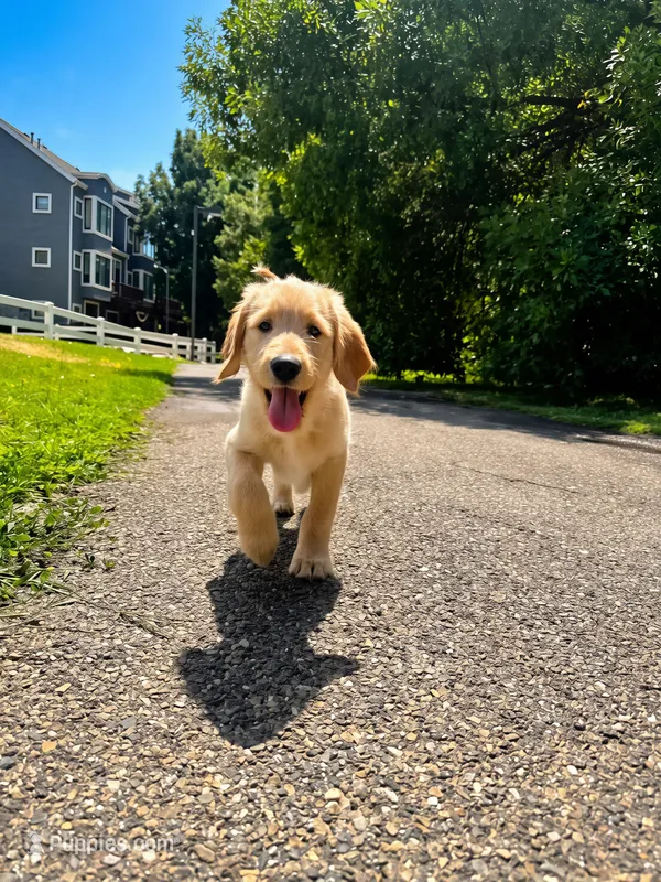 Honey – Labradoodle puppy for sale in Provo, UT