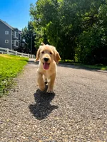 Honey, a female Labradoodle for sale in Provo, UT – 1 of 10