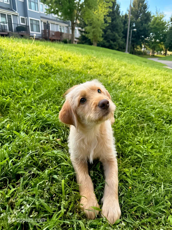 Posie – Labradoodle puppy for sale in Provo, UT