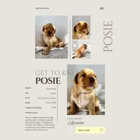 Posie, a female Labradoodle for sale in Provo, UT – 2 of 7