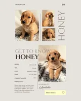 Honey, a female Labradoodle for sale in Provo, UT – 5 of 10