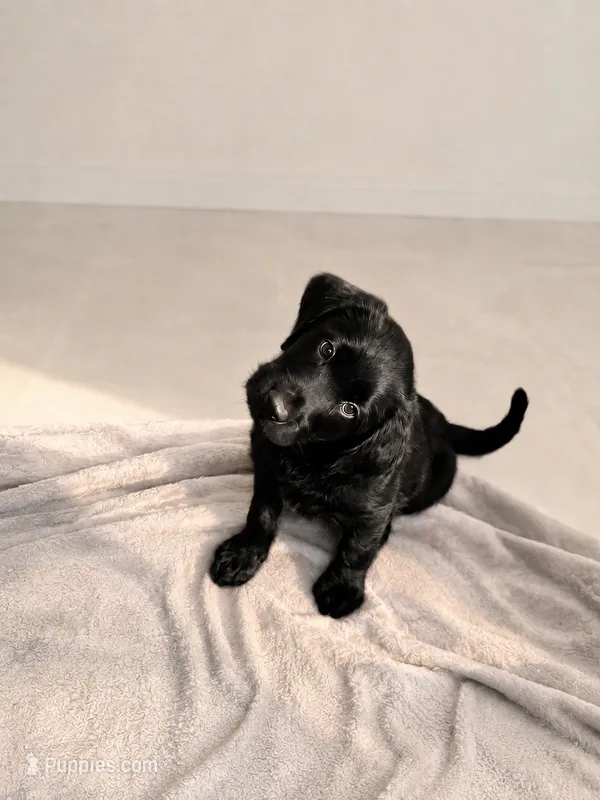 Rocky – Labradoodle puppy for sale in Provo, UT
