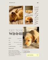 Winnie, a female Labradoodle for sale in Provo, UT – 5 of 10