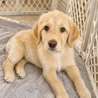 Posie, a female Labradoodle for sale in Provo, UT – 1 of 7