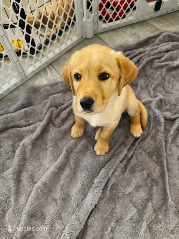 Winnie – Labradoodle puppy for sale in Provo, UT