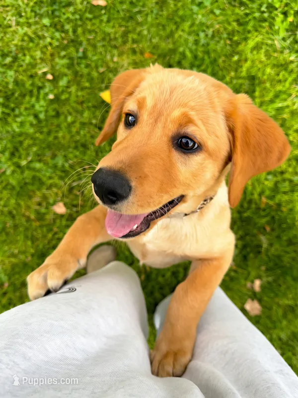 Winnie – Labradoodle puppy for sale in Provo, UT