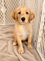 Honey, a female Labradoodle for sale in Provo, UT – 3 of 10