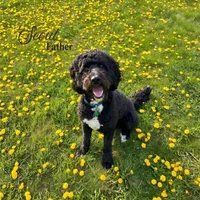 Sonny, a male Labradoodle for sale in Provo, UT – 7 of 7