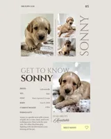 Sonny, a male Labradoodle for sale in Provo, UT – 2 of 7