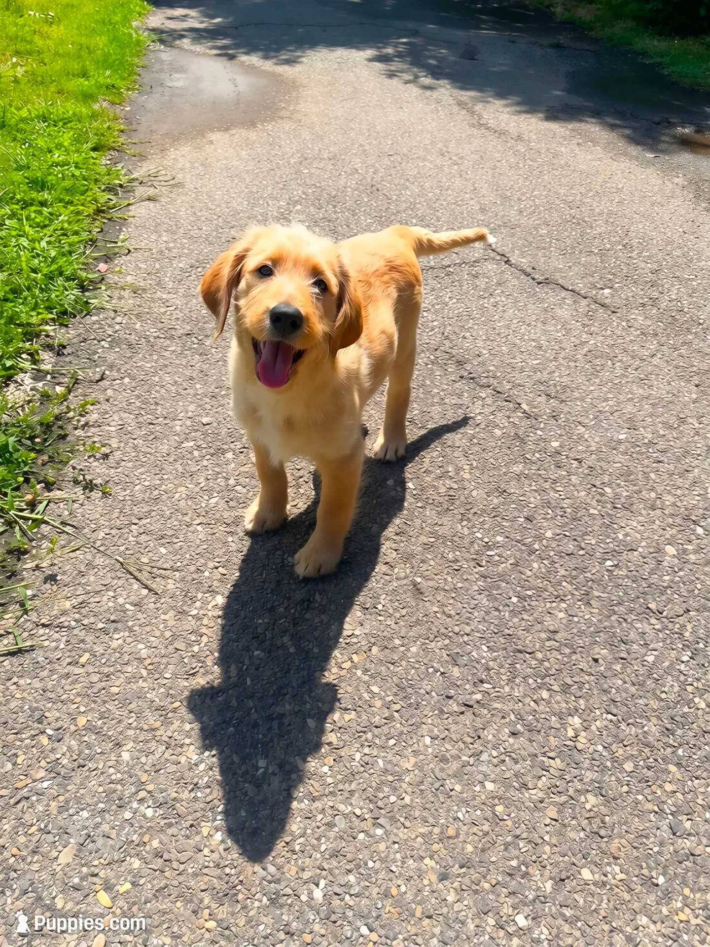 Honey, a female Labradoodle for sale in Provo, UT – 4 of 10