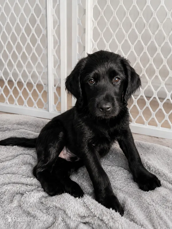 Rocky – Labradoodle puppy for sale in Provo, UT