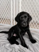 Rocky, a male Labradoodle for sale in Provo, UT – 1 of 7