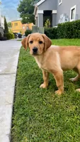 Winnie, a female Labradoodle for sale in Provo, UT – 2 of 10