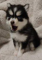 Izzy , a female Pomsky for sale in Chesaning, MI – Photo 3 of 10